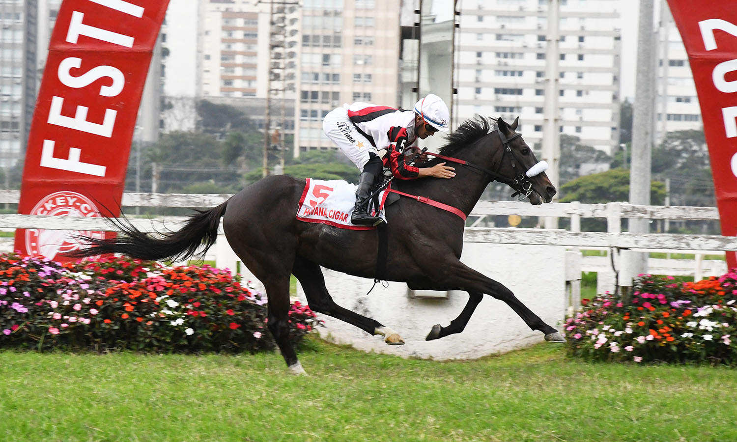 HAVANA CIGAR - GP Derby Paulista (G1-2400mG) - foto Paulo Bezerra Jr.